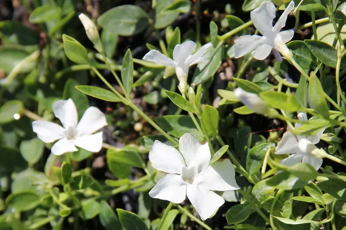 Vinca minor ‚Alba‘ (Kleines Garten-Immergrün)