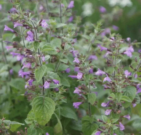 Wald-Bergminze (Clinopodium menthifolia; Calamintha menthifolia) „Bio“