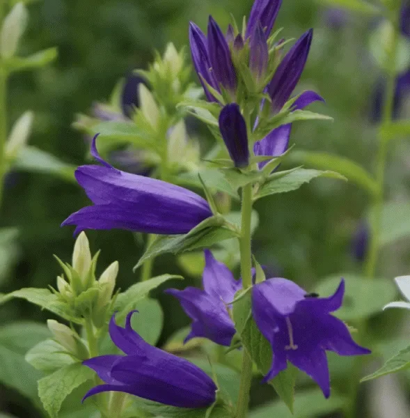 Wald-Glockenblume (Campanula latifolia) „Bio“