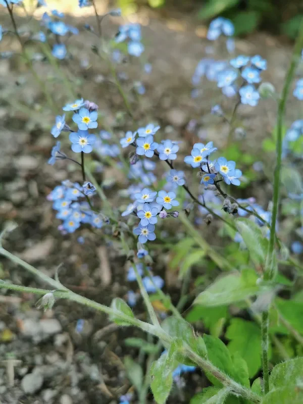Wald-Vergißmeinnicht (Myosotis sylvatica) „Bio“