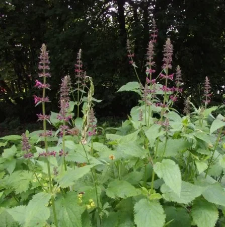 Wald-Ziest (Stachys sylvatica) „Bio“