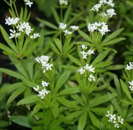 Waldmeister (Galium odoratum) „Bio“