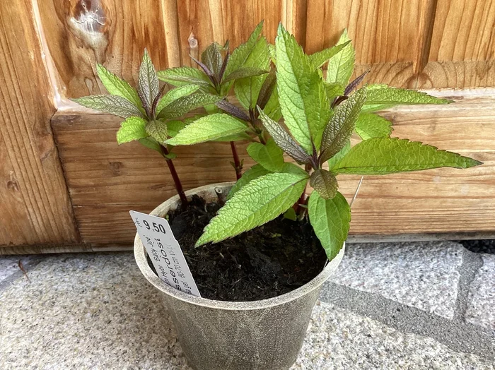 Wasserdost ‚Baby Joe‘ – Eupatorium