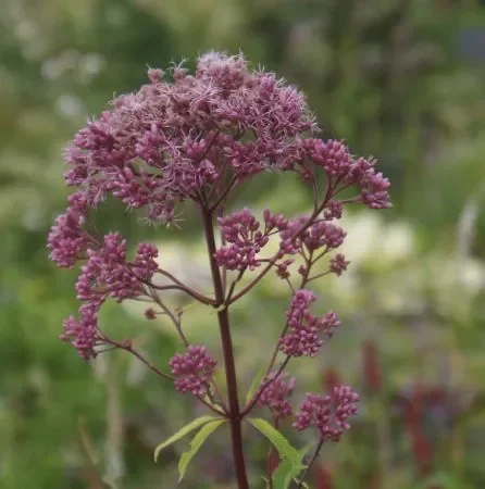 Wasserdost (Eupatorium cannabinum) „Bio“