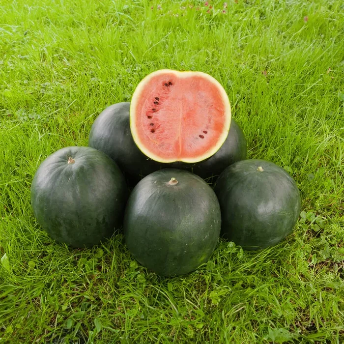 Wassermelone Bio-Gemüse-Samen