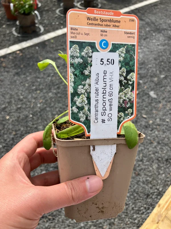 Weiße Spornblume ‚Albus‘
