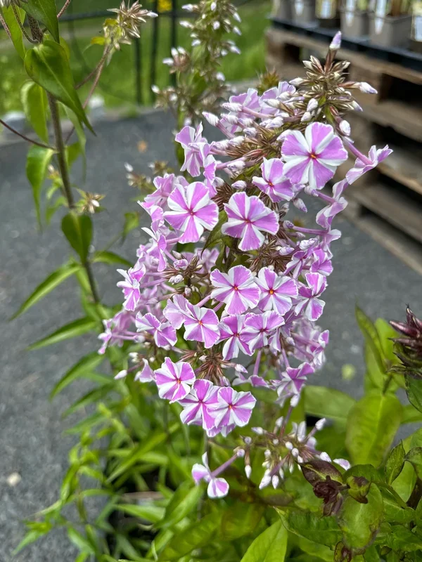 Wiesen-Flammenblume ‚Natascha‘