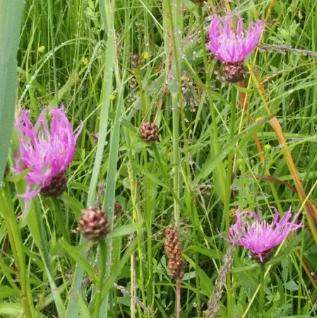 Wiesen-Flockenblume (Centaurea jacea) „Bio“