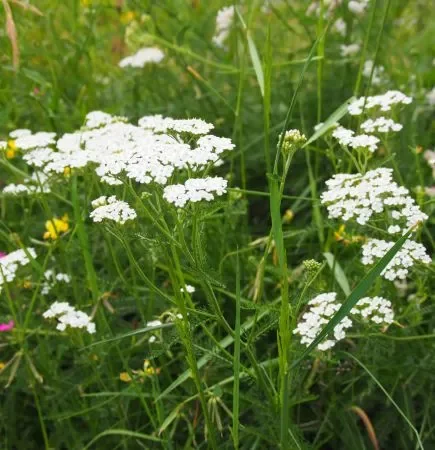 Wiesen-Schafgarbe (Achillea millefolium) „Bio“