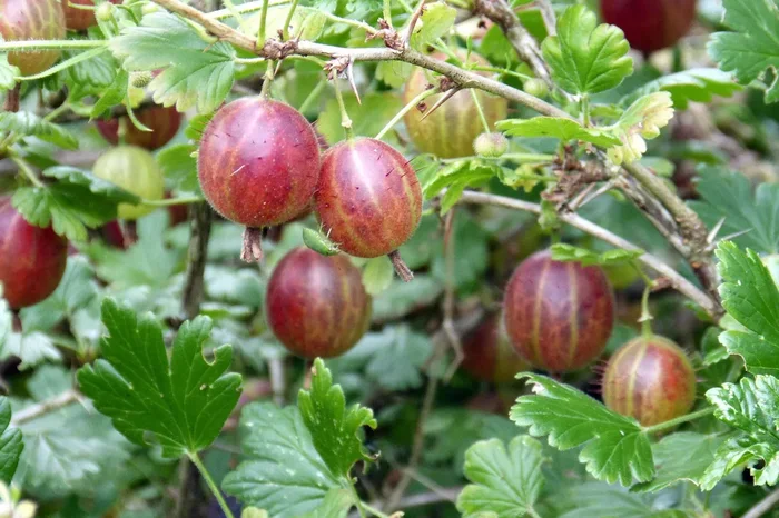 Wilde Stachelbeere (Ribes uva-crispa)