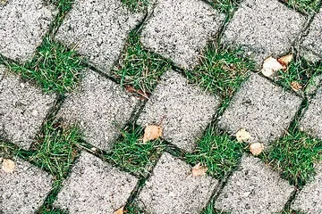 Wildgräserrasen (10m²)