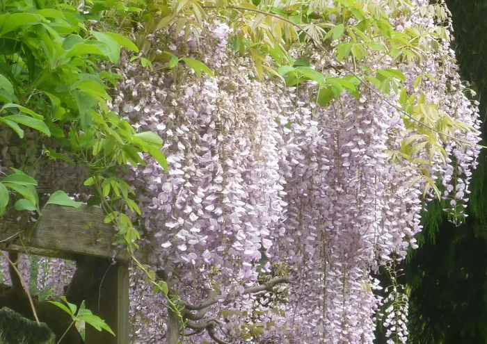 Wisteria floribunda ‚Rosea‘ (Rosa Japanischer Blauregen)