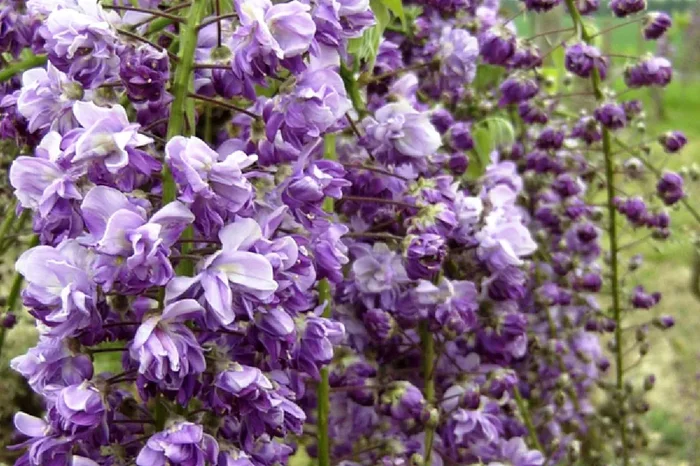 Wisteria floribunda ‚Violacea Plena‘ (Blauregen)