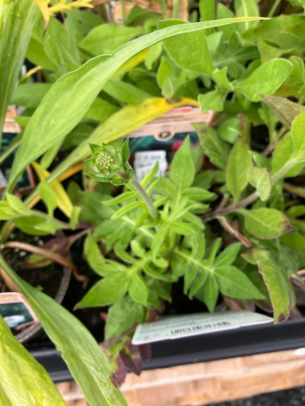 Witwenblume ‚Mars Midget‘