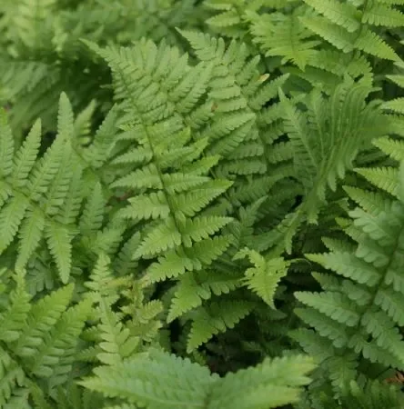 Wurm-Farn (Dryopteris filix-mas) „Bio“