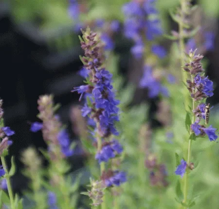 Ysop (Hyssopus officinalis) „Bio“