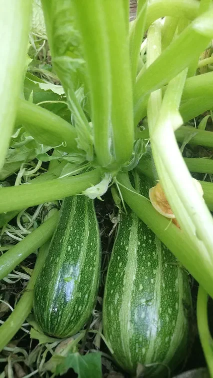 Zucchini „Cocozelle von Tripolis“