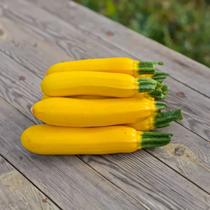 Zucchini Solara Bio-Gemüse-Samen