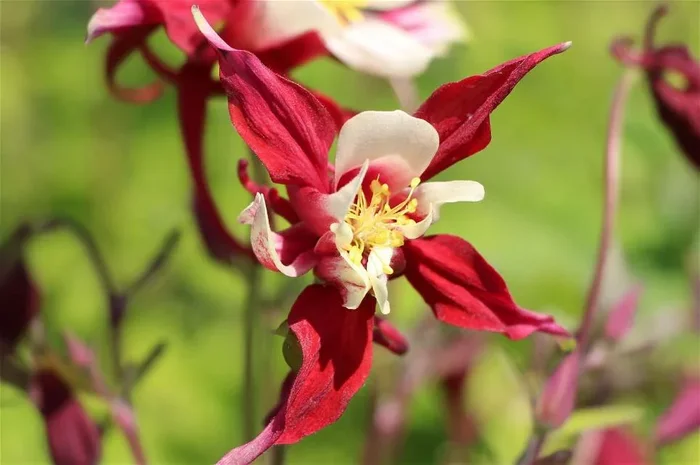 Zwerg-Akelei ‚Red Hobbit‘