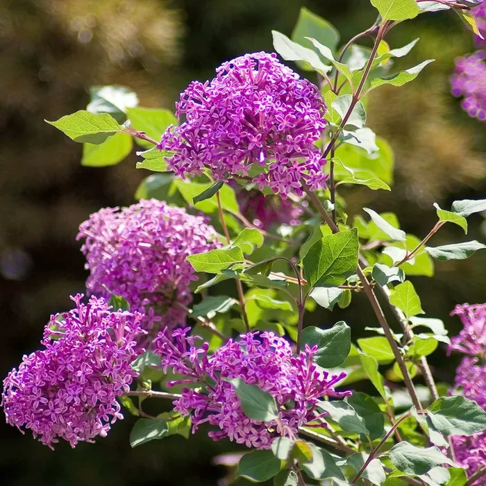 Zwerg-Duftflieder ‚Bloomerang’® ‚Dark Purple'(S), Syringa, dunkellila, im 19 cm Topf