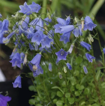 Zwerg-Glockenblume (Campanula cochlearifolia) „Bio“