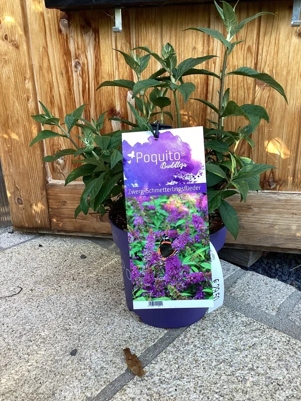 Zwerg-Schmetterlingsflieder ‚Orchid Annie ‚