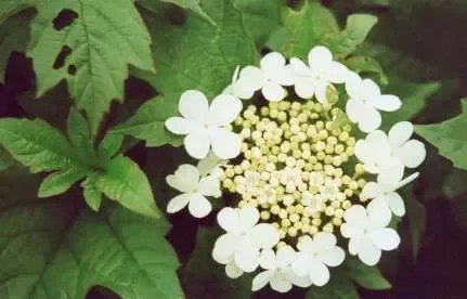 Zwerg-Schneeball „Compactum“ (Viburnum opulus)