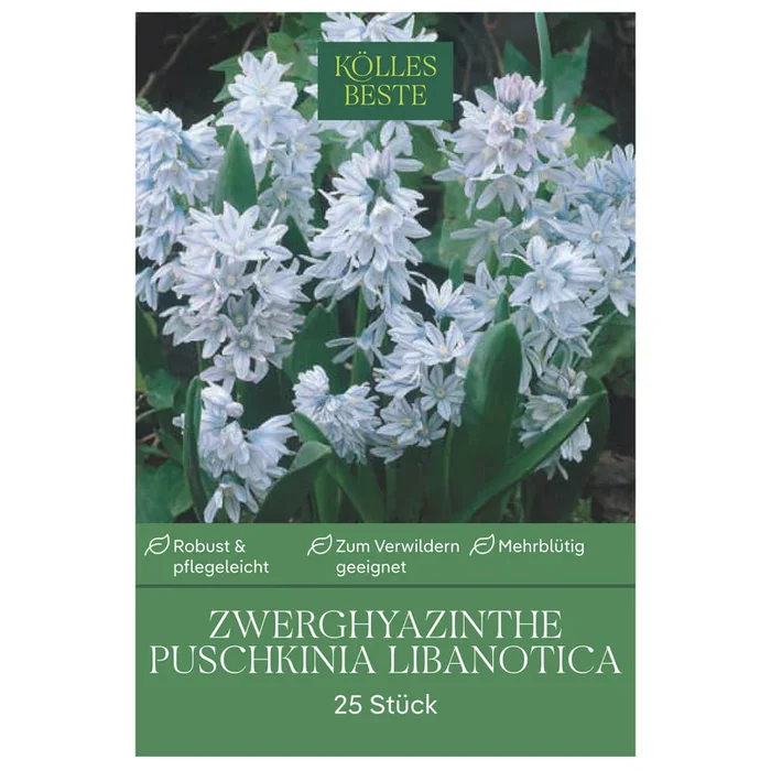 Zwerghyazinthen (Puschkinia Libanotica) weiß/blau, 25 Blumenzwiebeln