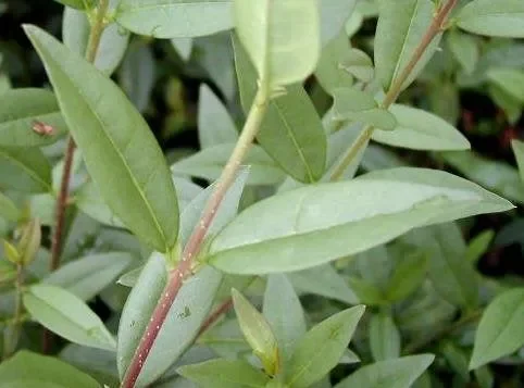 Zwergliguster „Lodense“ (Ligustrum vulgare)